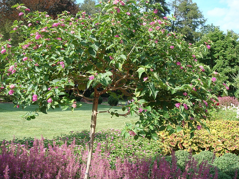 171 Longwood Gardens [2008 August 23].JPG - Longwood Gardens in Pennsylvania